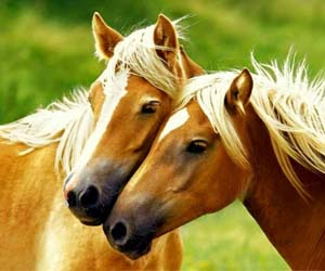 Paarden kleurplaten