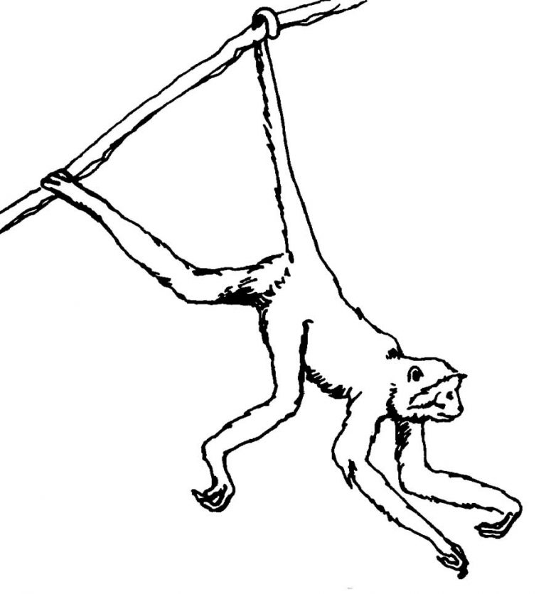 spider monkey coloring pages Having fun with children
