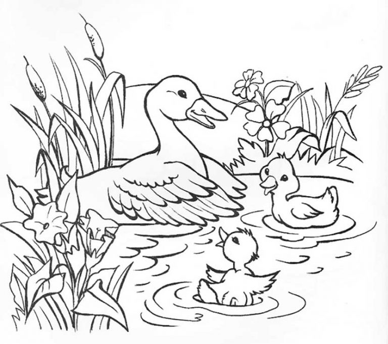 duck coloring pages – Having fun with children