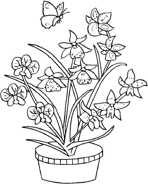 orchid coloring pages 15 – Having fun with children