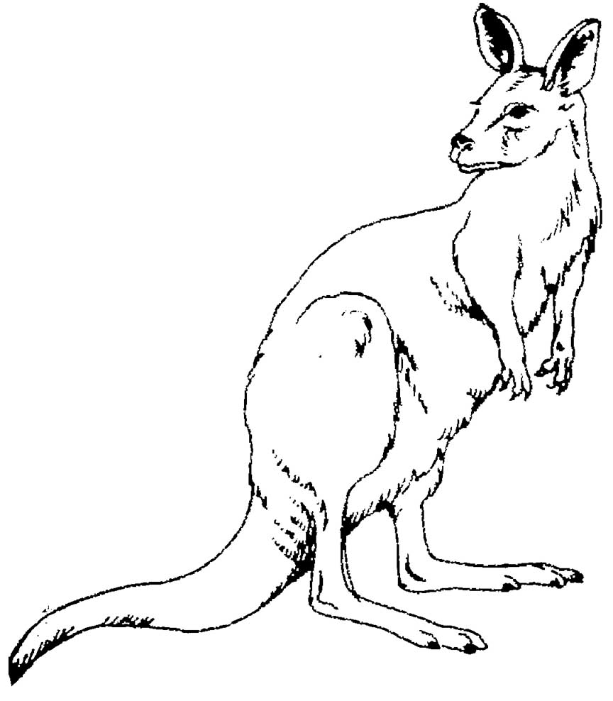kangaroo coloring pages – Having fun with children