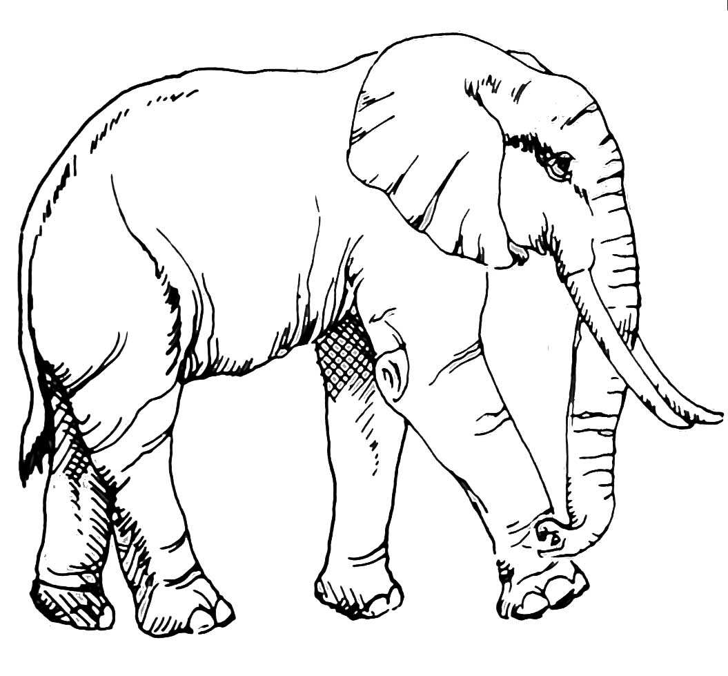 kolorowanki zwierzeta slon – Having fun with children