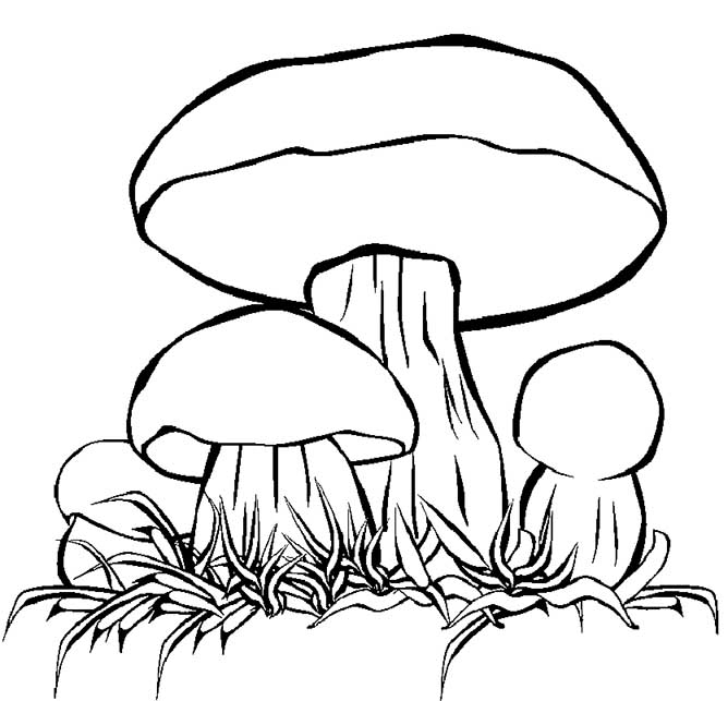 mushrooms 16 – Having fun with children