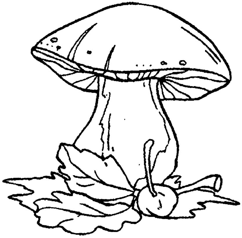 mushrooms 72 – Having fun with children